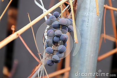 Views of ripe grapes in the fall on bare vine stems Stock Photo