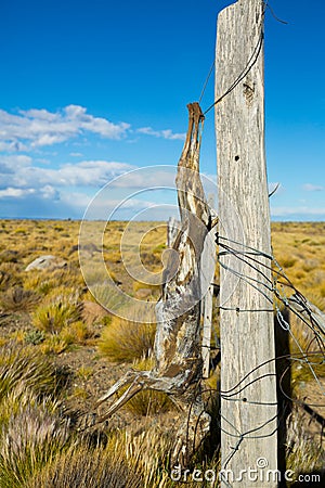 Views of steppe landscape of Pampas, Patagonia Stock Photo