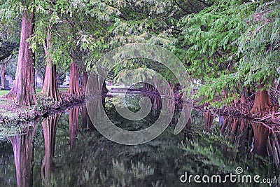 Views of trees and unique nature aspects surrounding New Orleans, including reflecting pools in cemeteries and the Garden District Stock Photo