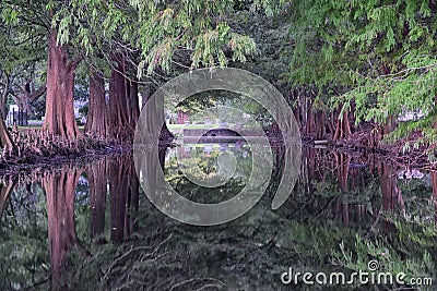 Views of trees and unique nature aspects surrounding New Orleans, including reflecting pools in cemeteries and the Garden District Stock Photo