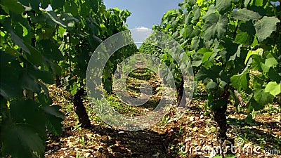 Vigna nelle file della Francia dell'uva sulle viti Vigna nelle file della Francia dell'uva sulle viti