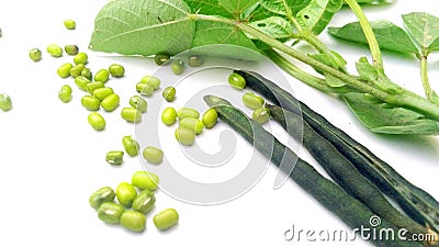 Vigna radiata moong beans monggo plant and fruits close up Stock Photo