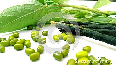 Vigna radiata mung beans monggo mungoo fruits close up Stock Photo