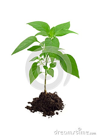 Vigorous young plant Stock Photo