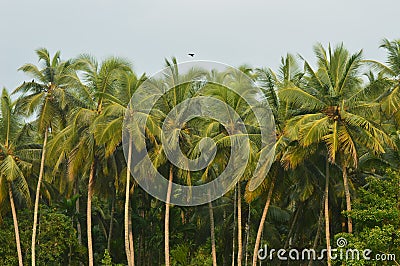 Village beauty coconut trees view before the rain Stock Photo