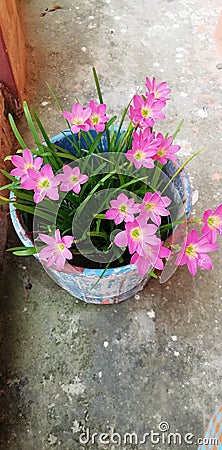 Beautyfull Lili Flower in Small Village Stock Photo