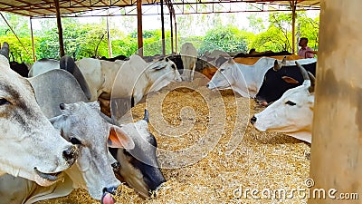 A Village Boy Standing In The Middle Of Indian Cows, Bulls And Calf Editorial Stock Photo