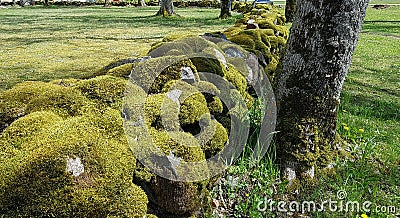 Village fence of many cobblestones covered with dense green moss Stock Photo