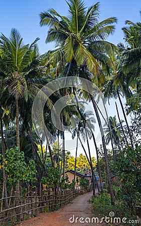 Village in Goa, India. Path, fence and palm trees Stock Photo