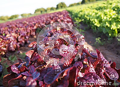 Village healthy life and local eating - colored salad Stock Photo