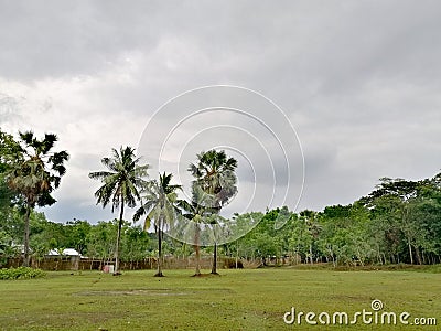 Village nature tree in Bangladesh Narail Stock Photo