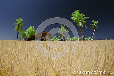 Village Paddy Fields Editorial Stock Photo