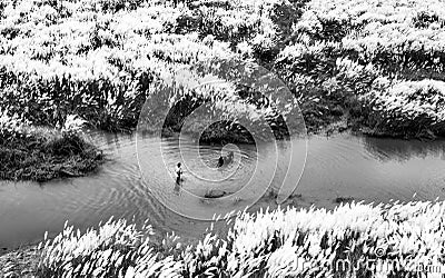 black and white kans field Stock Photo