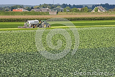 Village view with Cabbage field and injecting farmer. Editorial Stock Photo