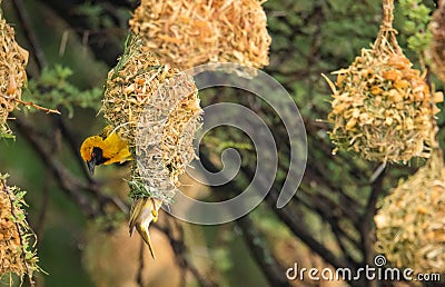 Weaver bird pair on their nest Stock Photo