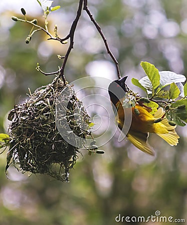 A Village Weaver Bird, Ploceus cucullatus, Sub Saharan Africa Stock Photo