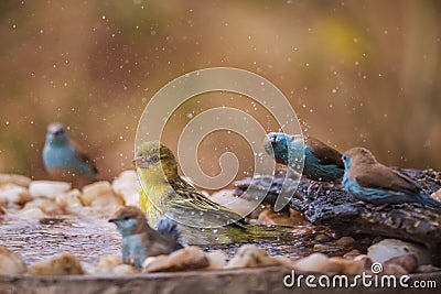 Village weaver and blue breasted cordonbleu Stock Photo