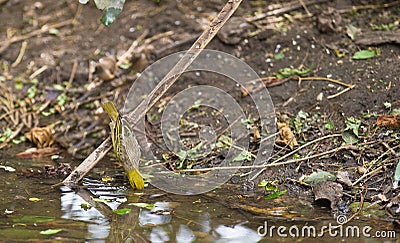 A Village Weaver drinking from a branch Stock Photo