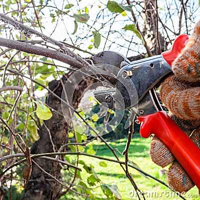 villager trims tree branches with garden pruner Stock Photo