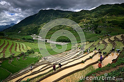 Villagers working in the rice terraces near Sapa Editorial Stock Photo