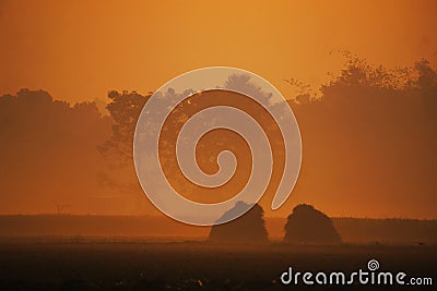 The villages of Bangladesh are covered in fog on winter mornings.The sun is not found Stock Photo