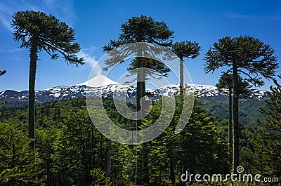 Villarrica volcano and Araucaria araucana forest Monkey puzzle trees, Villarrica National Park, Chile, Lush green environment Stock Photo