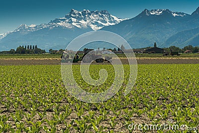 Villeneuve, VD / Switzerland - 31 May 2019: farmers planting a field with lettuce from the back of a tractor with no driver in the Editorial Stock Photo