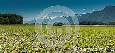 Villeneuve, VD / Switzerland - 31 May 2019: farmers planting a field with lettuce from the back of a tractor with no driver in the Editorial Stock Photo