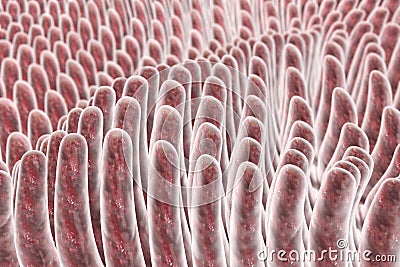 Villi of small intestine Cartoon Illustration