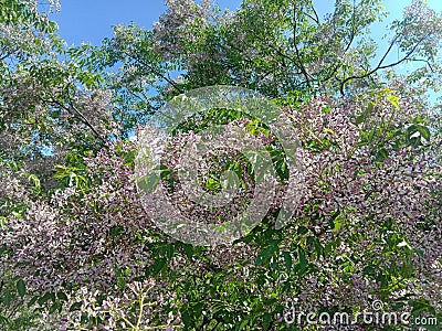 VILOT COLOUR TREE FLOWER IN AUR ENVI Stock Photo