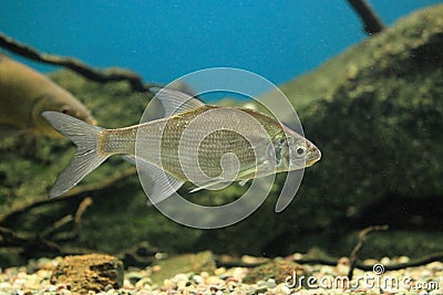 Vimba bream Stock Photo