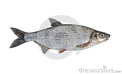 Vimba Bream. Fresh alive vimba fish isolated on white background Stock Photo