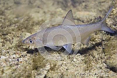 Vimba Vimba vimba Underwater close up Stock Photo