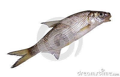 Vimba vimba fish isolated on white background Stock Photo