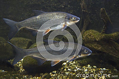 Vimba Vimba vimba Underwater Stock Photo