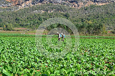 Cuban farmers spraying pesticide on a tobacco field in Vinales Editorial Stock Photo