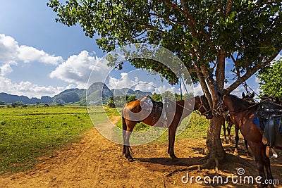 Vinales National Park, UNESCO, Pinar del Rio Province. Stock Photo