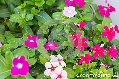 Vinca flower Stock Photo