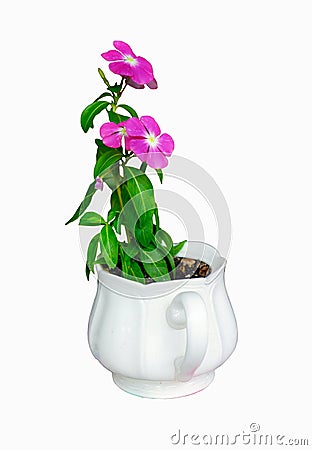 Vinca Periwinkle flower in vase isolated Stock Photo