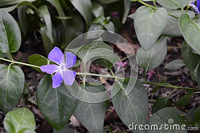 Vinca major - dark leaves Stock Photo