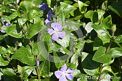 Vinca major flowers Stock Photo