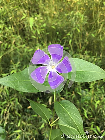 Vinca major L. Blooming by the pond. Stock Photo