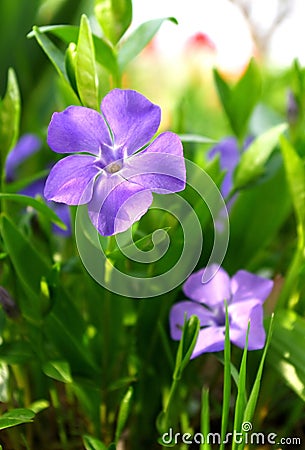 Vinca major leaves and flowers Stock Photo