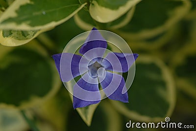 Vinca major var. variegata Stock Photo