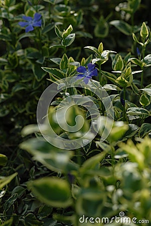 Vinca major var. variegata Stock Photo