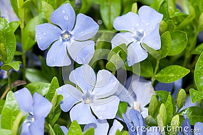 Vinca minor Stock Photo