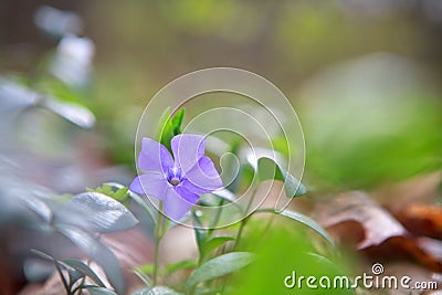 Vinca, periwinkle flower in green forest Stock Photo