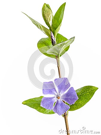 Vinca, periwinkle flower and leaves with stem, closeup and isolated on white background. Stock Photo
