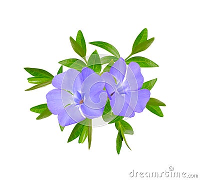 Vinca or periwinkle. Isolated on white background Stock Photo