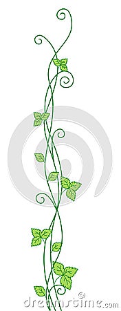 Vine Vector Illustration